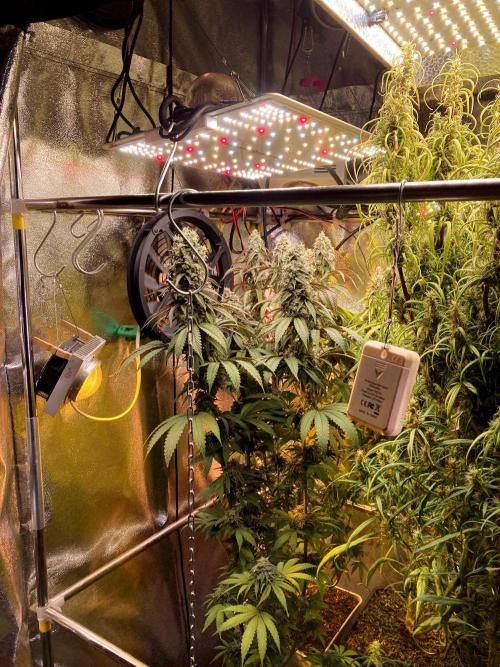 3M 🔥 Txerri Bilbo Haze. Week 14