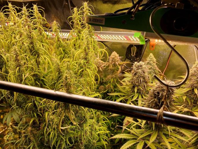 3M 🔥 Txerri Bilbo Haze. Week 14