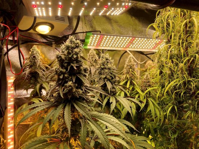 3M 🔥 Txerri Bilbo Haze. Week 14