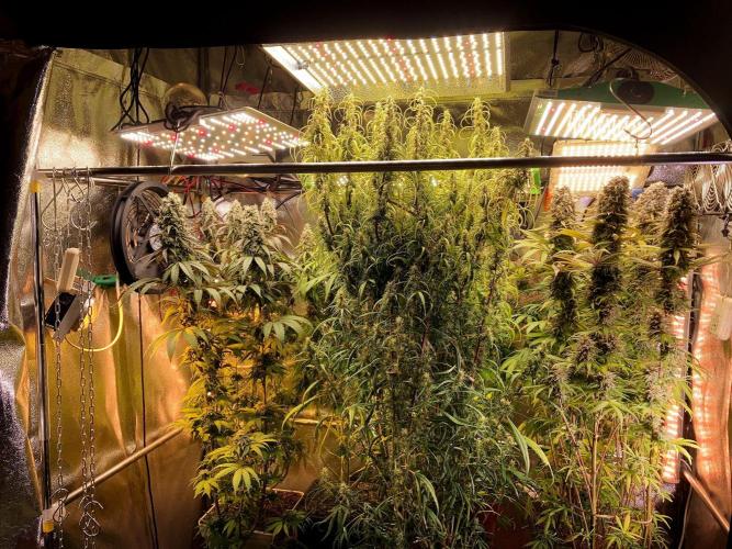 3M 🔥 Txerri Bilbo Haze. Week 14