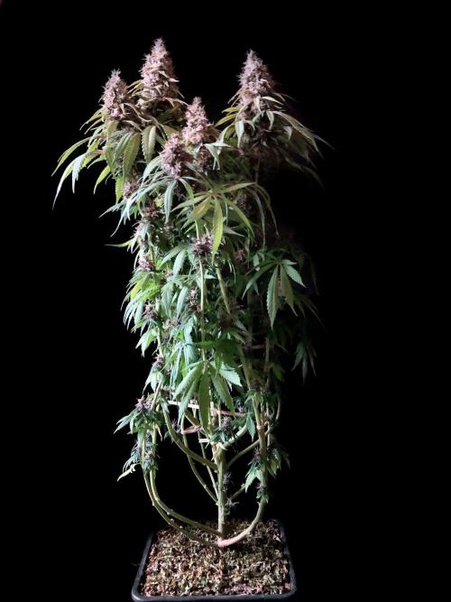 3M 🔻 Mendocino Purple Kush. Week 13