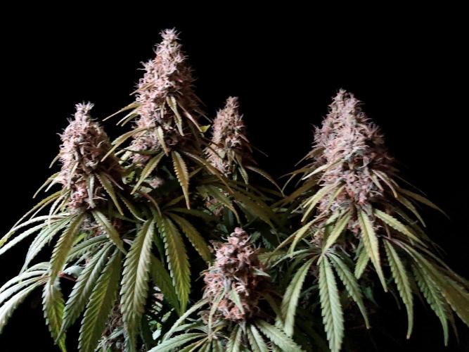 3M 🔻 Mendocino Purple Kush. Week 13