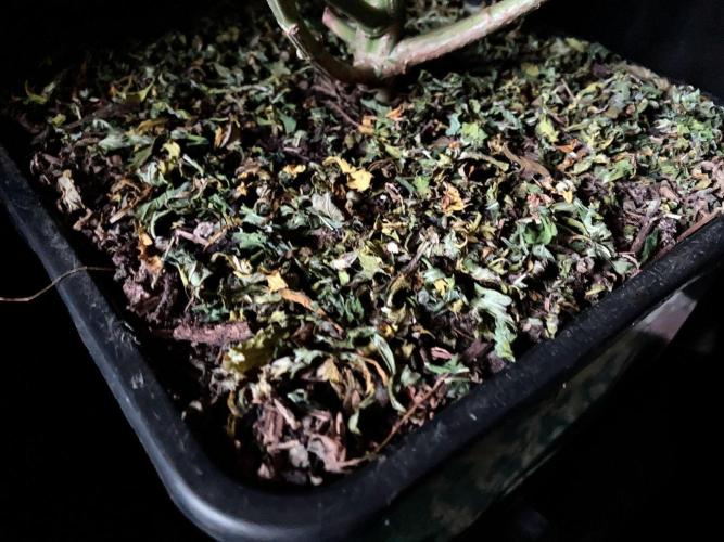 3M 🔻 Mendocino Purple Kush. Week 13