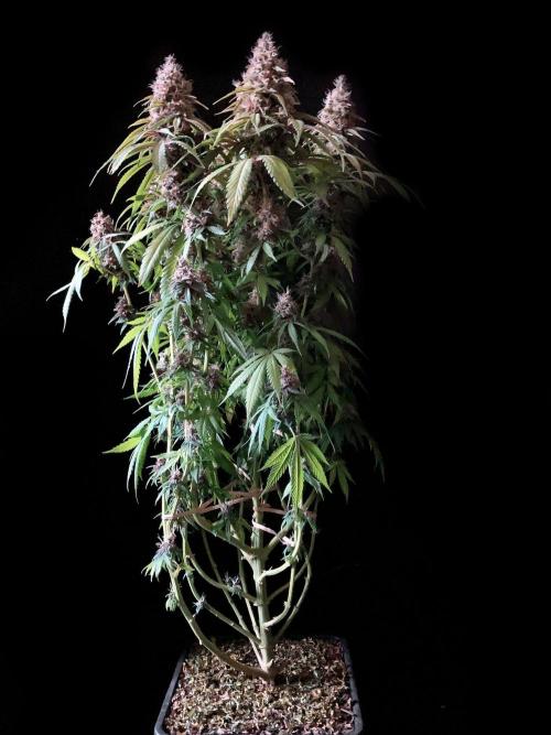 3M 🔻 Mendocino Purple Kush. Week 13