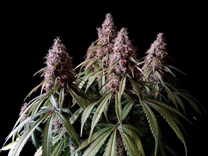 3M 🔻 Mendocino Purple Kush. Week 13