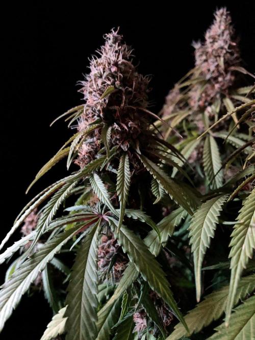 3M 🔻 Mendocino Purple Kush. Week 13