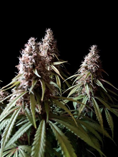 3M 🔻 Mendocino Purple Kush. Week 13