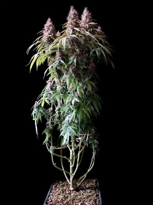 3M 🔻 Mendocino Purple Kush. Week 13