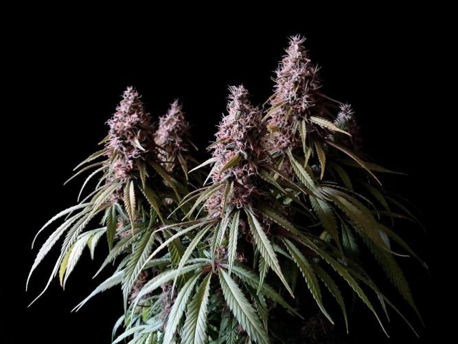 3M 🔻 Mendocino Purple Kush. Week 13