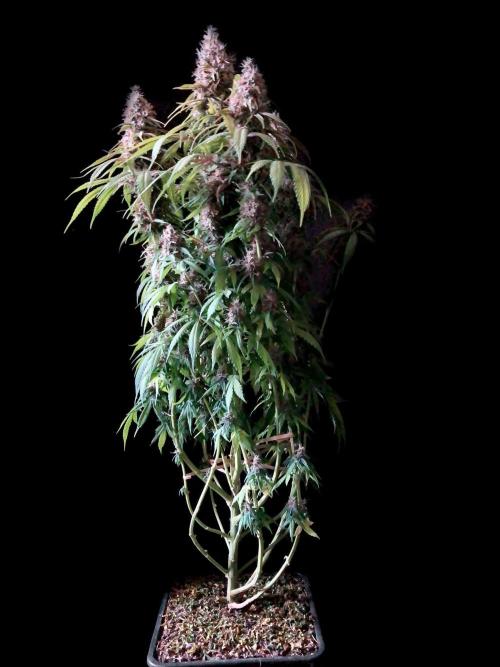 3M 🔻 Mendocino Purple Kush. Week 13