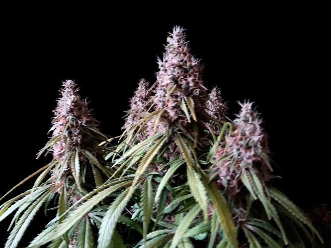 3M 🔻 Mendocino Purple Kush. Week 13