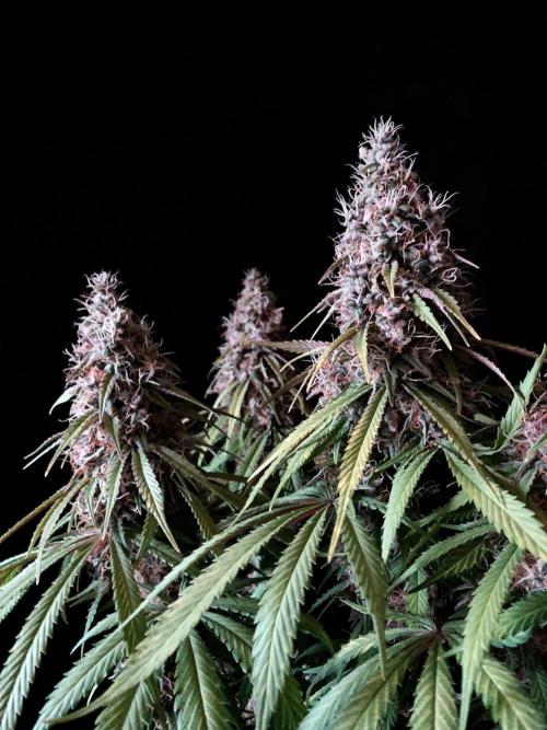 3M 🔻 Mendocino Purple Kush. Week 13