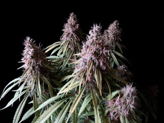 3M 🔻 Mendocino Purple Kush. Week 13