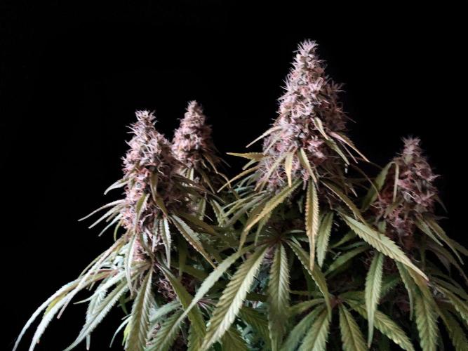 3M 🔻 Mendocino Purple Kush. Week 13