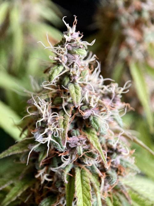 3M 🔻 Mendocino Purple Kush. Week 13