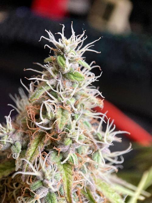 3M 🔻 Mendocino Purple Kush. Week 13