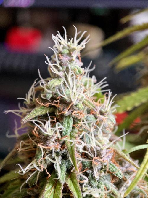 3M 🔻 Mendocino Purple Kush. Week 13