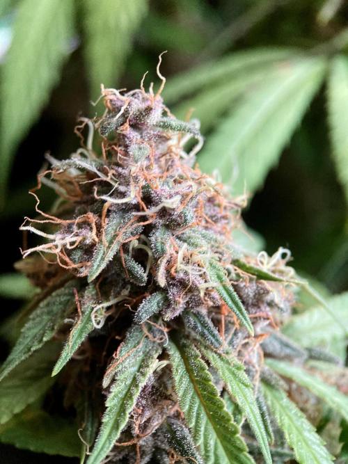 3M 🔻 Mendocino Purple Kush. Week 13