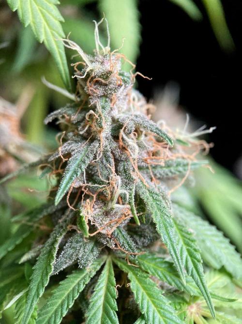 3M 🔻 Mendocino Purple Kush. Week 13