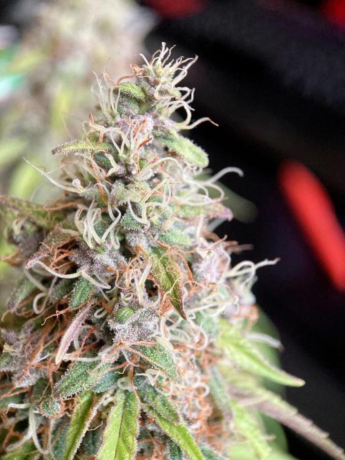 3M 🔻 Mendocino Purple Kush. Week 13