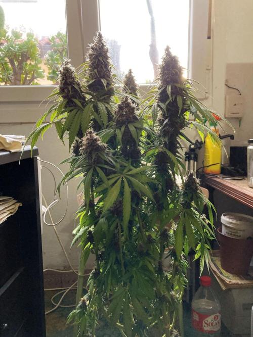 3M 🔻 Mendocino Purple Kush. Week 13