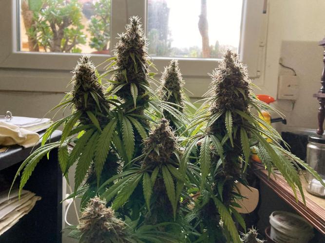 3M 🔻 Mendocino Purple Kush. Week 13