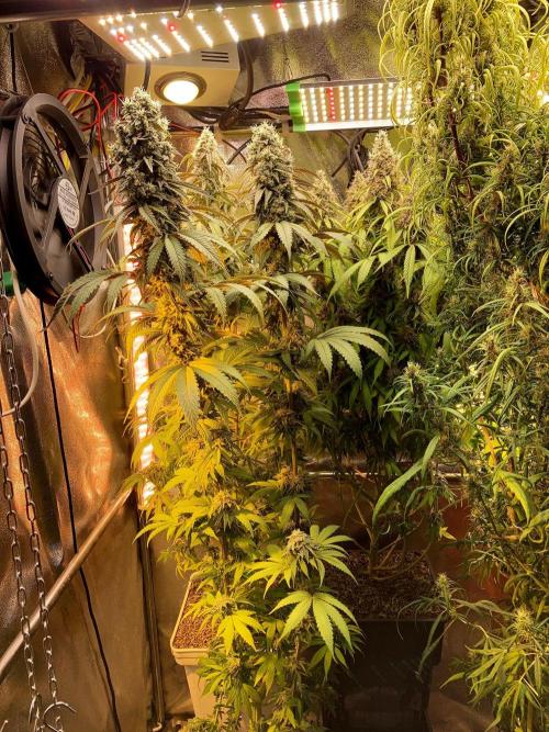 3M 🔻 Mendocino Purple Kush. Week 13