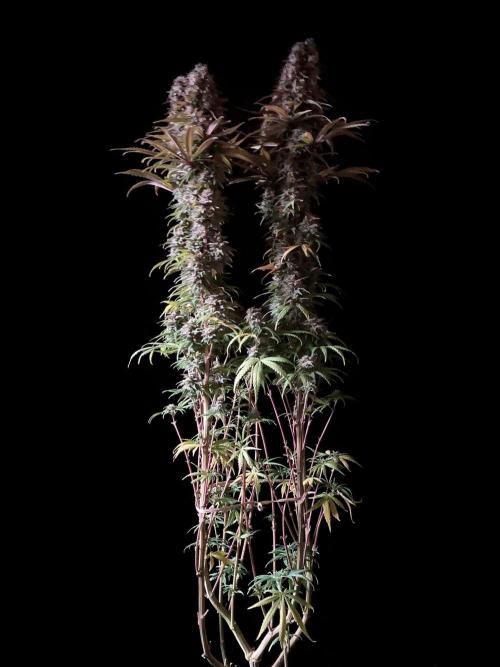 3M 🌟 Bahia Black Head. Week 15