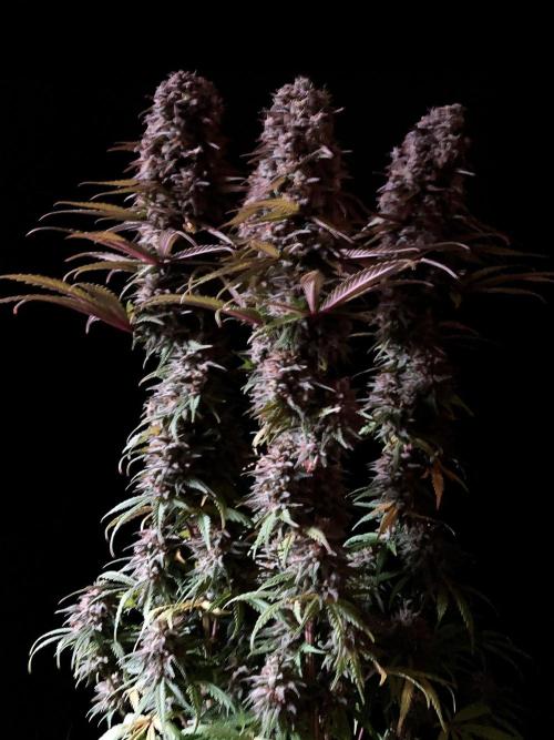 3M 🌟 Bahia Black Head. Week 15