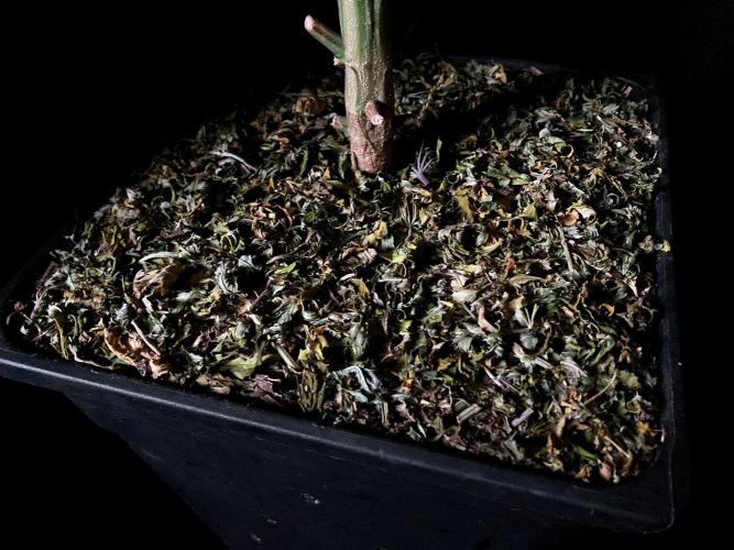 3M 🌟 Bahia Black Head. Week 15 - Sacred mulch