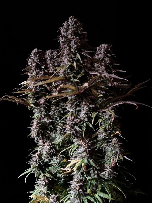 3M 🌟 Bahia Black Head. Week 15