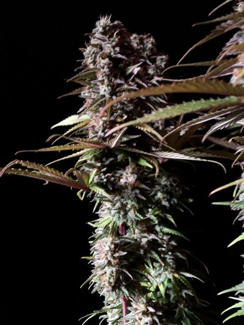 3M 🌟 Bahia Black Head. Week 15