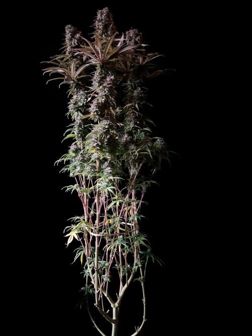 3M 🌟 Bahia Black Head. Week 15