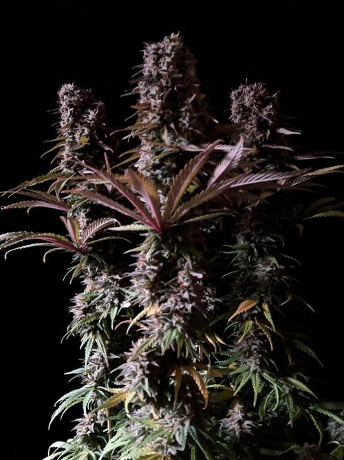 3M 🌟 Bahia Black Head. Week 15