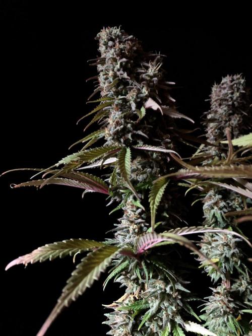 3M 🌟 Bahia Black Head. Week 15