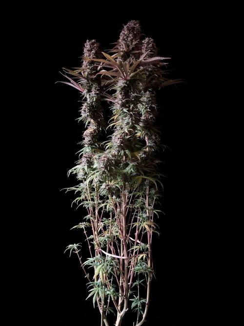 3M 🌟 Bahia Black Head. Week 15