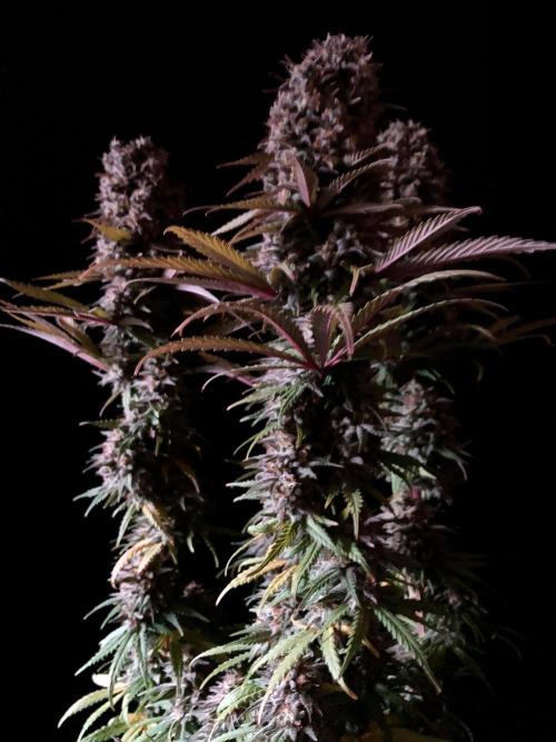 3M 🌟 Bahia Black Head. Week 15