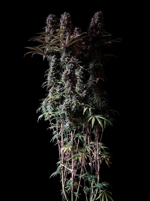 3M 🌟 Bahia Black Head. Week 15