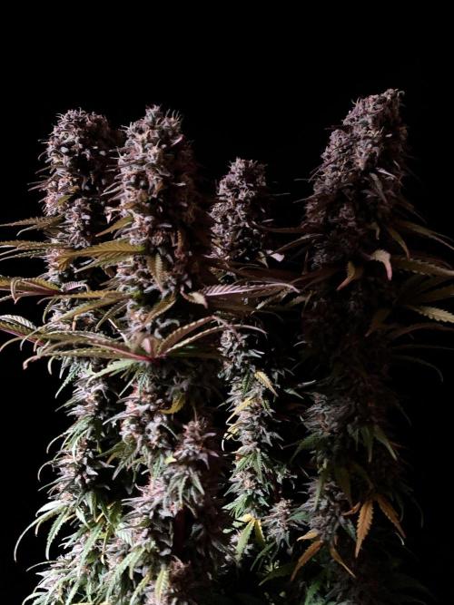 3M 🌟 Bahia Black Head. Week 15