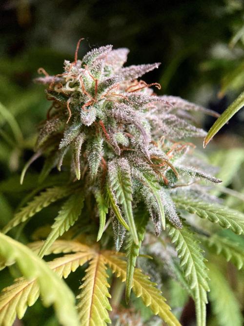 3M 🌟 Bahia Black Head. Week 15