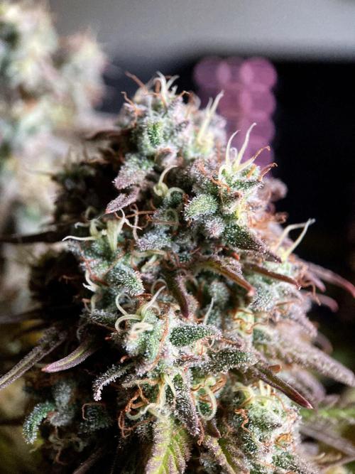 3M 🌟 Bahia Black Head. Week 15