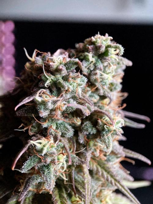 3M 🌟 Bahia Black Head. Week 15