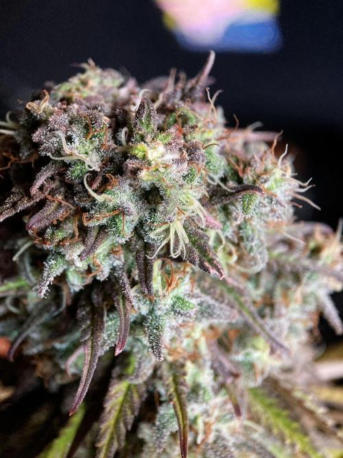 3M 🌟 Bahia Black Head. Week 15