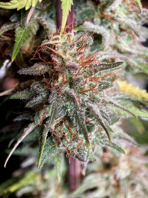 3M 🌟 Bahia Black Head. Week 15