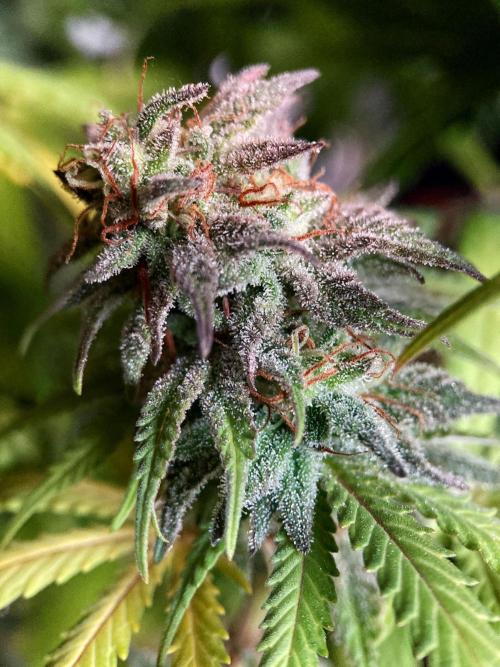 3M 🌟 Bahia Black Head. Week 15