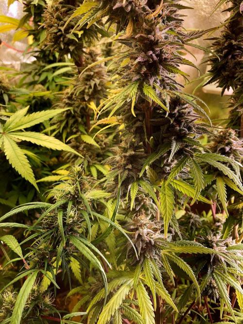 3M 🌟 Bahia Black Head. Week 15