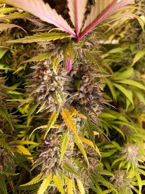 3M 🌟 Bahia Black Head. Week 15