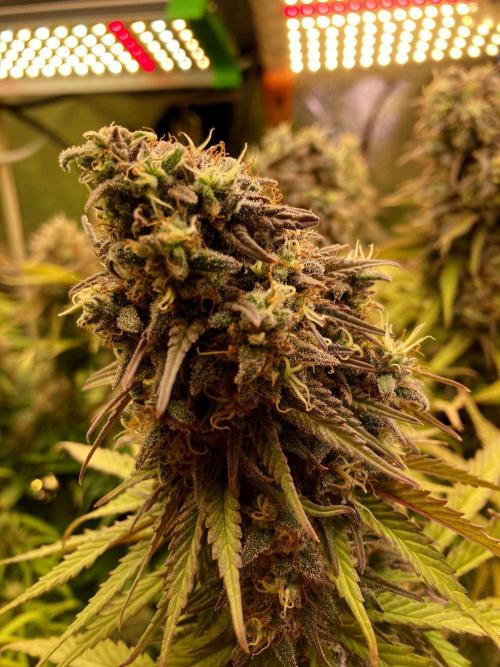 3M 🌟 Bahia Black Head. Week 15