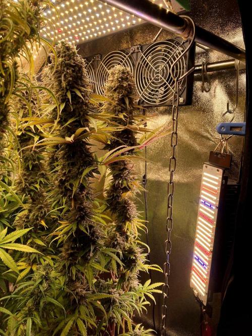 3M 🌟 Bahia Black Head. Week 15