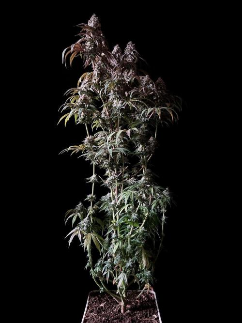 3M 🍋 Black Lemon. Week 15